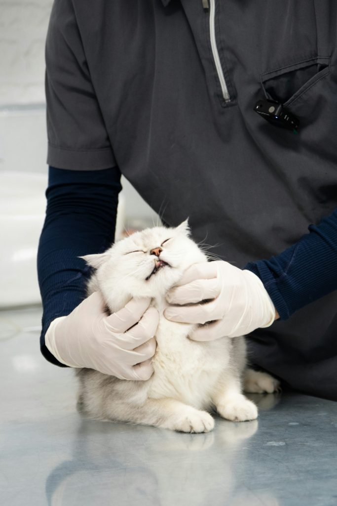 Un hombre con una camisa negra acaricia a un gato blanco.