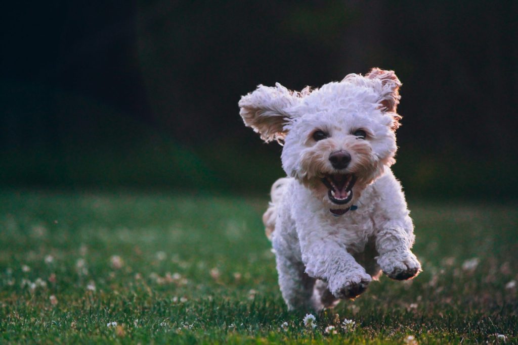 Cachorro shih tzu blanco corriendo sobre el césped